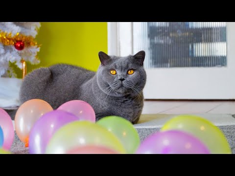 british-shorthair-cat-vs-balloons