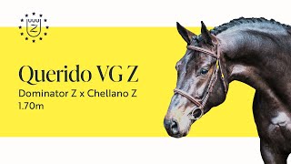 Querido VG Z - Zangersheide Stallion Presentation 2023