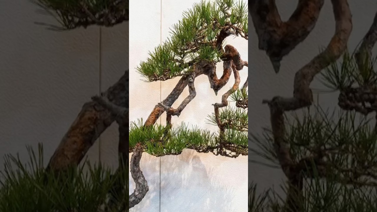 Bonsai Daily Reviews 109 YouTube