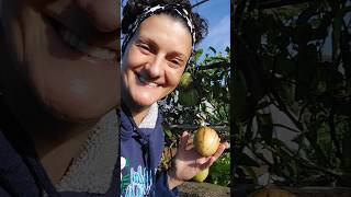 Pepinomelón/Peramelón/Pepinodulce