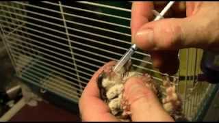 How to give Baytril medicine to a sugar glider