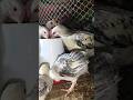 মুরগির খামারে লস হওয়ার কারণ 🥲🐓✅ #poultry #farming #chicken #chicks #farm