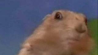 hamster dramatico
