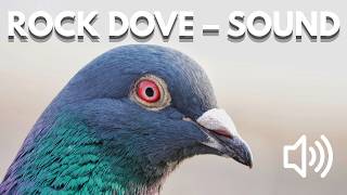 Bird Sound Library | Rock Dove – Bird Song & Calls (Nature Sounds) screenshot 2