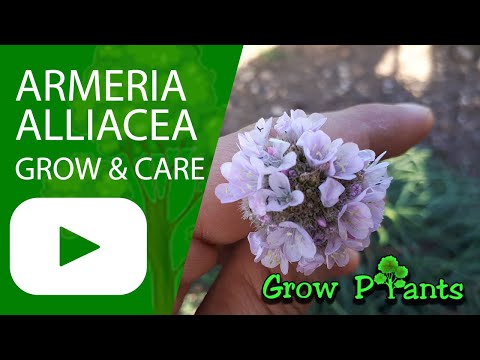 Armeria alliacea - grow & care (Sea thrift)