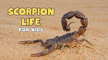 Scorpion Facts | Scorpion Are super Cool | Educational Video for kids