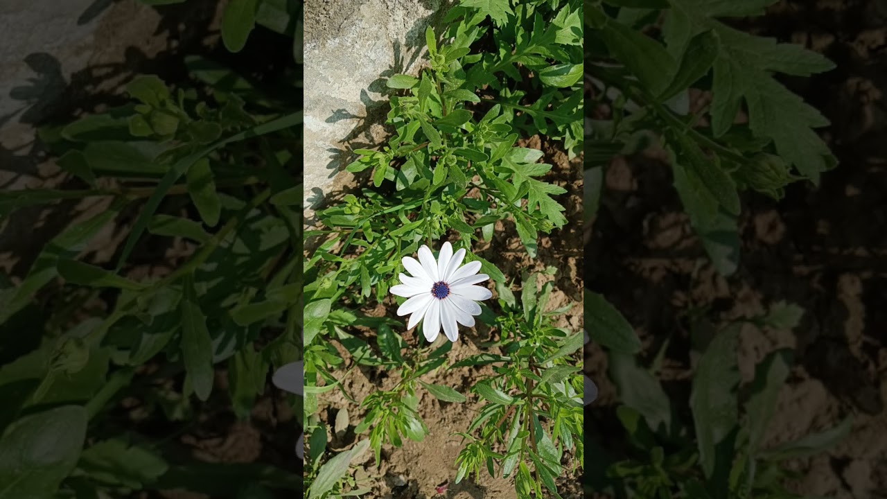 The image shows a Cape marguerite, also known as a shrubby daisybush or Osteospermum, featuring .