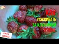 Как ухаживать за клубникой в июне