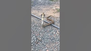 Rắn hổ mèo - Naja siamensis