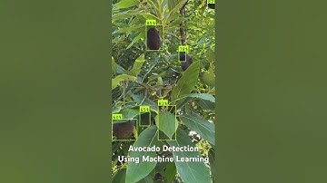 Avocado Detection Using AI and Machine Learning