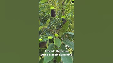 Avocado Detection Using AI and Machine Learning