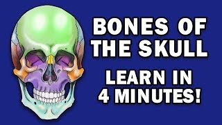 BONES OF THE SKULL - LEARN IN 4 MINUTES