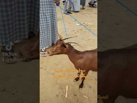 سوق المواشي نخلان صبيا جازان اليوم السعوديه تفاعلواااا الاخباريه السعوديه
