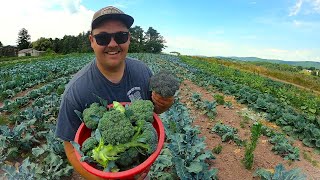 OUR BEST HARVEST OF THE YEAR SO FAR!