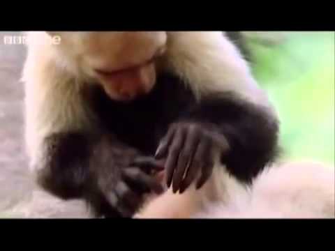 Animales gracioso con voces de INN