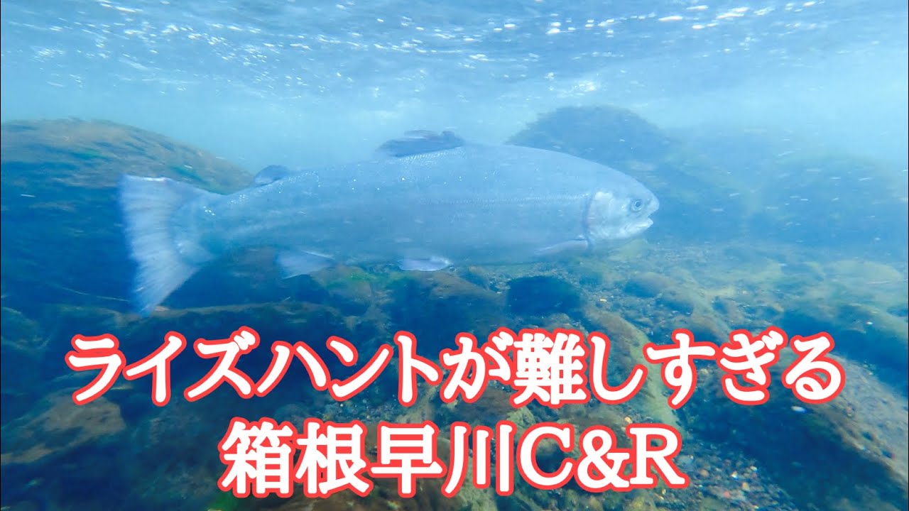ライズハントが難しい箱根早川
