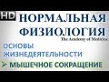 1.6 Мышечное сокращение