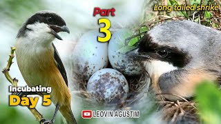 Perkembangan Pengeraman telur hari ke 5 -  Cendet