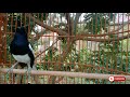 Pancingan Dahsyat Dijamin Kacer Lain Langsung Gacor Siang Malam Mp3 - Mp4 Download