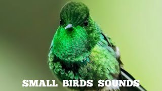 Small birds sounds | Little birds Names & Sounds | Singing Birds by BEAUTIFUL WORLD 7,704 views 1 year ago 3 minutes, 4 seconds