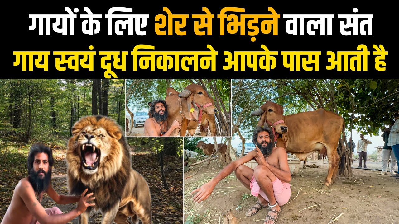 चमत्कारी संत👉 5 साल में घर छोड़ा😱 शेरों के बीच रहा🙏 इनकी गाय सिर्फ़ बछड़ी देती है।