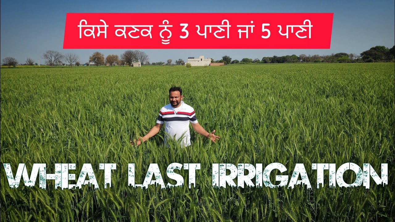 ਕਣਕ ਦਾ ਆਖਰੀ ਪਾਣੀ ਚੰਗੇ ਝਾੜ ਲਈ ਜ਼ਰੂਰੀ Wheat crop last irrigation timing