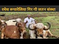 रमेश भाई का अद्भुत गिर गोपालन ओर उनकी संस्था का Full Video.👍Gir Cow Gujrat