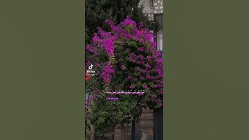 #اكسبلور #لايك ماتيسر من القرآن الكريم🌱🌱