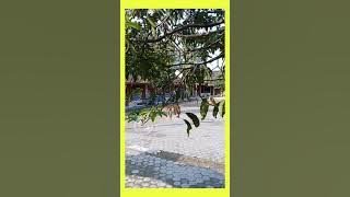 STORY WA JENDELA KELAS SATU ( LOKASI DS PEPE KEC.TEGOWANU KAB.GROBOGAN JATENG ).