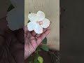 feel panite irkama😔 wat next nu paakanum🙂#vlog #vlogging #shortsviral #gardening #vlogger #vlogs