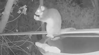 Ringtail possums drinking / feeding at the birdbath