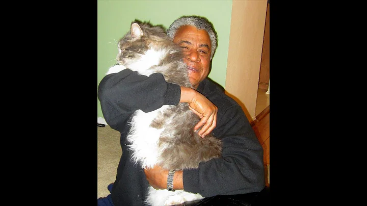 Video 11240391: purebred maine coon, maine coon cat, bath, breed