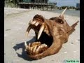Weird animals | Top 10 weird, unique, unusual animals [HD] | Video tube