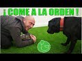 Cómo Enseñar a mi PERRO a COMER a la ORDEN