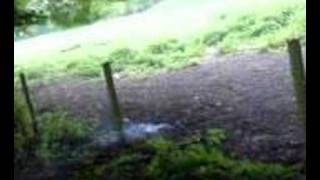 exploding cow poo