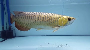 Cá rồng kim long quá bối đầu vàng tuyệt đỉnh. 0933837379.