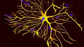 Astrocyte | Wikipedia audio article