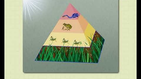 Sundaram Eclass Science concepts: Energy Flow and its importance (Bonding With Ecosystems)