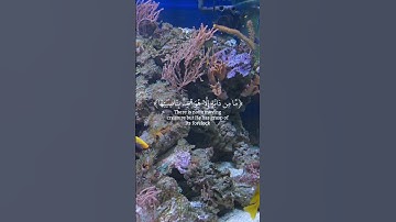 تلاوة خاشعة لآيات من كتاب الله #foryou #اكسبلور #راحة_نفسية #القرآن_الكريم #coran #راحة_نفسية #fyp