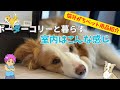 【ボーダーコリーと暮らす】ボーダー歴5年のわが家の室内環境や飼い方を紹介！