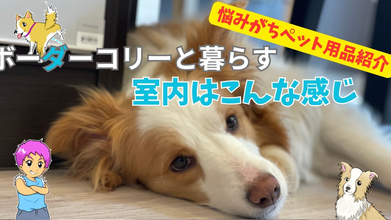 【ボーダーコリーと暮らす】ボーダー歴5年のわが家の室内環境や飼い方を紹介！