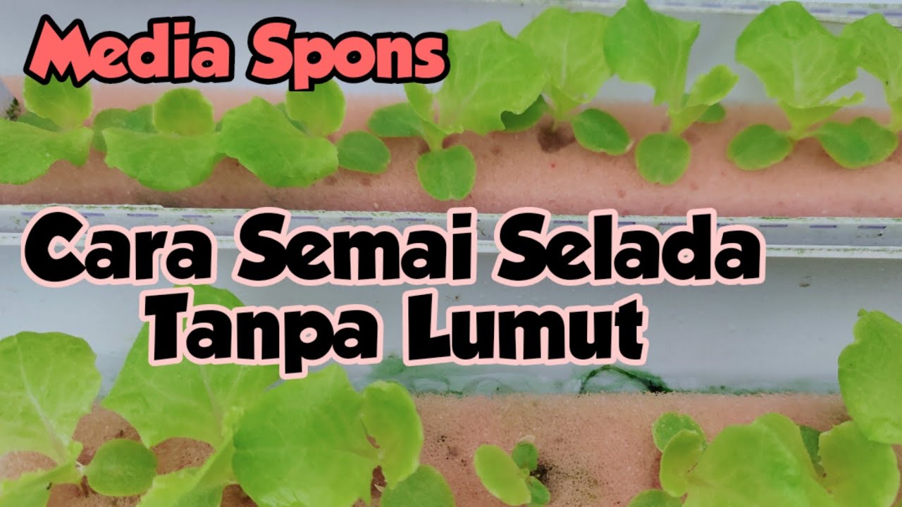 CARA SEMAI SELADA TANPA LUMUTAN II SPONS 2 CM