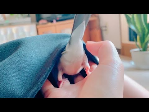 狭いポケットに入れなくて納得がいかない文鳥　あずき　java sparrow