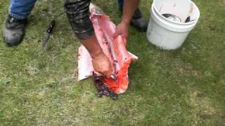 How to Gut a Big King Salmon