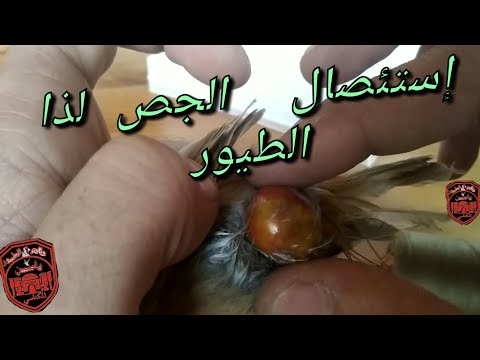 طريقة إستئصال الجص عند الطيور