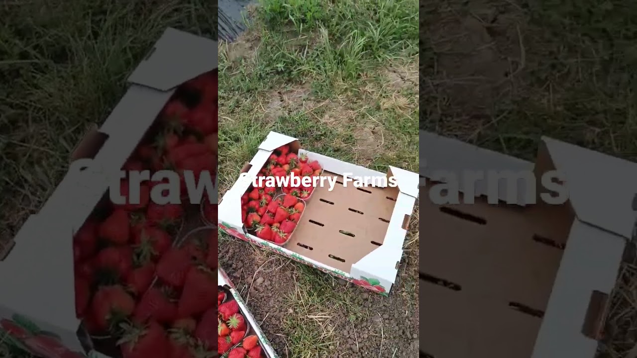 Strawberry farms 