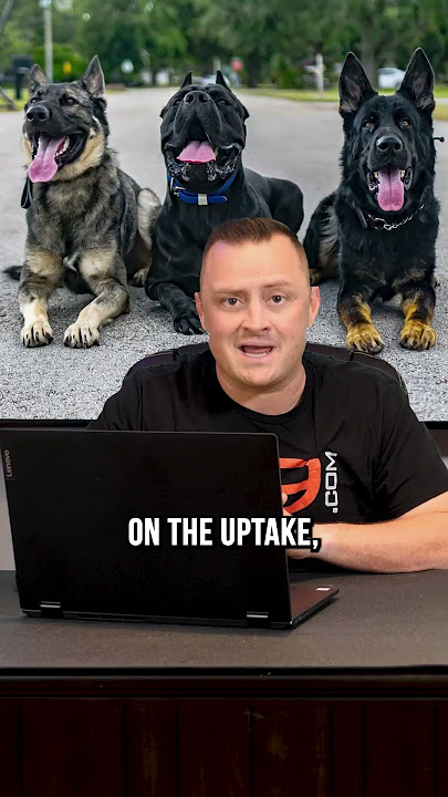 Top 3 XL Dog Breeds We Recommend