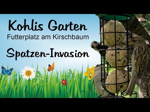 Futterplatz am Kirschbaum - Spatzen-Invasion (August 2023)