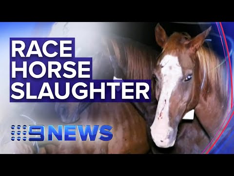 ABC investigation alleges widespread racehorse slaughter | Nine News Australia