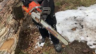 8 YEARS OLD - HUSQVARNA 562 XP Chainsaw Full Throttle Cutting up a HUGE tree cold start How to